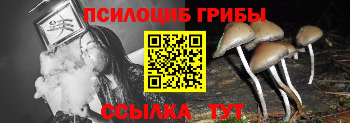 Псилоцибиновые грибы Psilocybe  Вход с VPN  Бирск 